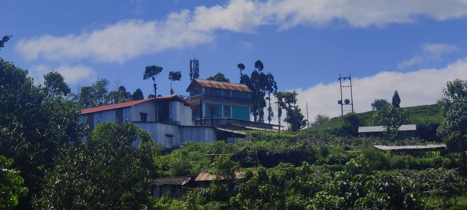Tea Garden